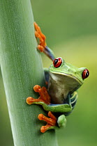 Red-eyed Tree Frog (Agalychnis callidryas), Laguna del Lagarto, Boca Tapada, Costa Rica