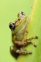 Tree Frog (Hylidae), Laguna del Lagarto, Boca Tapada, Costa Rica