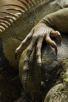 Green Iguana (Iguana iguana) foot, Selva Verde, Costa Rica