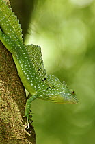 Green Basilisk (Basiliscus plumifrons) male, Selva Verde, Costa Rica