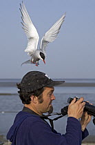 Arctic Tern (Sterna paradisaea) flying over the head of a bird watcher, Germany