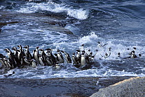 Black-footed Penguin (Spheniscus demersus) group landing on rocky shore in the surf, Cape Province, South Africa