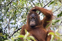 Orangutan (Pongo pygmaeus) juvenile scratching its head, Tanjung Puting National Park, Borneo, Malaysia, Indonesia