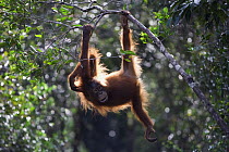 Orangutan (Pongo pygmaeus) juvenile hanging in a tree, Tanjung Puting National Park, Borneo, Malaysia, Indonesia