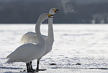 Whooper Swan (Cygnus cygnus) pair standing on frozen lake, calling, Lake Kussharo-ko, Hokkaido, Japan