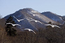 Whooper Swan (Cygnus cygnus) group flying, Lake Kussharo-ko, Hokkaido, Japan