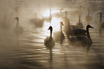Whooper Swan (Cygnus cygnus) flock swimming on lake with steam, Lake Kussharo-ko, Hokkaido, Japan