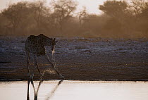 Angolan Giraffe (Giraffa giraffa angolensis) drinking at waterhole, Etosha National Park, Namibia