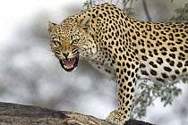 Leopard (Panthera pardus) snarling, Namibia