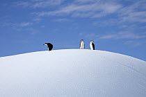 Chinstrap Penguin (Pygoscelis antarctica) group on an iceberg, Elephant Island, Antarctic Peninsula, Antarctica