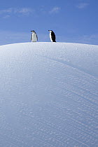 Chinstrap Penguin (Pygoscelis antarctica) pair on an iceberg, Elephant Island, Antarctic Peninsula, Antarctica
