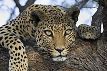 Leopard (Panthera pardus), Namibia