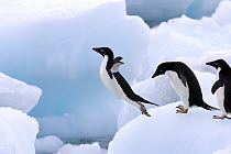 Adelie Penguin (Pygoscelis adeliae) jumping from iceberg, Antarctic Peninsula, Antarctica