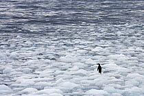 Adelie Penguin (Pygoscelis adeliae) on ice floes, Antarctic Peninsula, Antarctica
