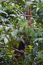 Orangutan (Pongo pygmaeus) juvenile peeking through branches, Tanjung Puting National Park, Borneo, Malaysia, Indonesia