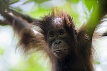 Orangutan (Pongo pygmaeus) juvenile, Tanjung Puting National Park, Borneo, Malaysia, Indonesia