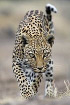 Leopard (Panthera pardus), Namibia