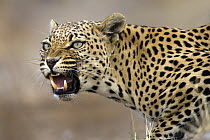 Leopard (Panthera pardus) snarling, Namibia