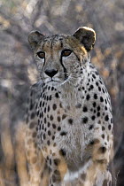 Cheetah (Acinonyx jubatus), Namibia