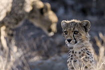 Cheetah (Acinonyx jubatus) cub, Namibia