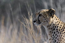Cheetah (Acinonyx jubatus), Namibia