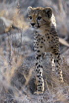 Cheetah (Acinonyx jubatus) cub, Namibia