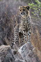 Cheetah (Acinonyx jubatus) cub standing on lookout, Namibia