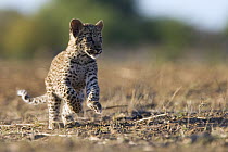 Leopard (Panthera pardus) cub running, Namibia