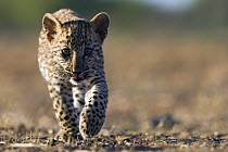 Leopard (Panthera pardus) cub walking, Namibia