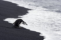 Chinstrap Penguin (Pygoscelis antarctica) on beach, Deception Island,South Shetland Islands, Antarctica