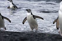 Chinstrap Penguin (Pygoscelis antarctica) group coming ashore, Deception Island, South Shetland Islands, Antarctica