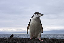 Chinstrap Penguin (Pygoscelis antarctica) on beach, Deception Island, South Shetland Islands, Antarctica