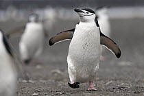 Chinstrap Penguin (Pygoscelis antarctica) walking on beach, Deception Island, South Shetland Islands, Antarctica