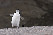 Chinstrap Penguin (Pygoscelis antarctica) walking on beach, Deception Island, South Shetland Islands, Antarctica