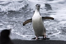 Chinstrap Penguin (Pygoscelis antarctica) coming ashore, Deception Island, South Shetland Islands, Antarctica