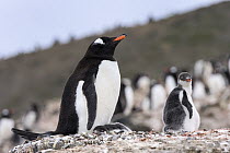 Gentoo Penguin (Pygoscelis papua) at nest with chicks, South Shetland Islands, Antarctica
