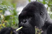 Mountain Gorilla (Gorilla gorilla beringei) feeding, Volcanoes National Park, Rwanda