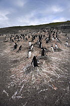 Gentoo Penguin (Pygoscelis papua) nesting colony, South Shetland Islands, Antarctica
