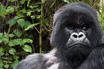 Mountain Gorilla (Gorilla gorilla beringei) male, Virunga Mountains, Volcanoes National Park, Rwanda