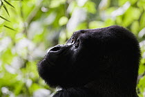 Mountain Gorilla (Gorilla gorilla beringei), Virunga Mountains, Volcanoes National Park, Rwanda