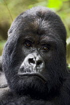 Mountain Gorilla (Gorilla gorilla beringei) male, Virunga Mountains, Volcanoes National Park, Rwanda