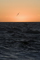 Black-browed Albatross (Thalassarche melanophrys) flying over sea at dusk, Southern Ocean