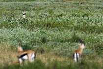 Cheetah (Acinonyx jubatus) watching Thomson's Gazelles (Eudorcas thomsonii) in the foreground, Serengeti Plain, Ngorongoro Conservation Area, Tanzania