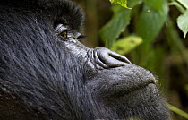 Mountain Gorilla (Gorilla gorilla beringei), Virunga Mountains, Volcanoes National Park, Rwanda