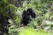 Mountain Gorilla (Gorilla gorilla beringei) mother with baby, Virunga Mountains, Volcanoes National Park, Rwanda