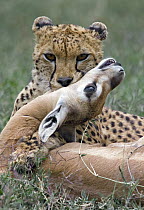 Cheetah (Acinonyx jubatus) holding Grant's Gazelle (Nanger granti) in its mouth, Serengeti Plain, Ngorongoro Conservation Area, Tanzania
