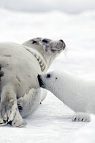 Harp Seal (Phoca groenlandicus) pup suckling, Magdalen Islands, Gulf of Saint Lawrence, Canada