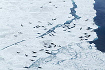 Harp Seal (Phoca groenlandicus) group on ice field, Magdalen Islands, Gulf of Saint Lawrence, Canada