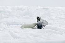 Harp Seal (Phoca groenlandicus) pup nursing, Magdalen Islands, Gulf of Saint Lawrence, Canada