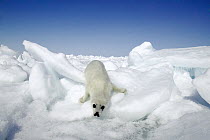 Harp Seal (Phoca groenlandicus) pup on ice floe, Magdalen Islands, Gulf of Saint Lawrence, Canada